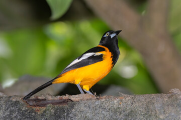Venezuelan troupial (Icterus icterus) in the tropical forest