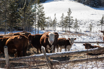 cows in winter