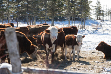 cows in the snow