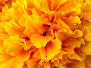 Background photos,Yellow marigold flower close up