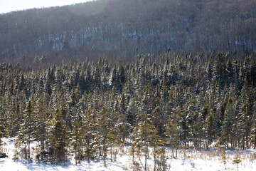 arbres couverts de neige