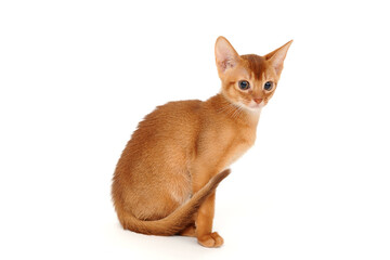 ginger purebred kitten on a white background