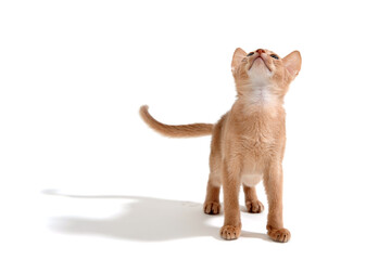 ginger purebred kitten on a white background © Евгений Порохин