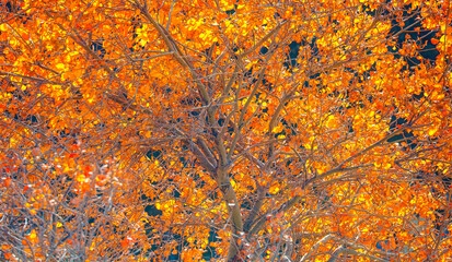 Multi colored autumn maple leaves on a tree branch