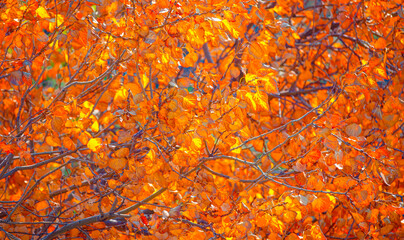 Multi colored autumn maple leaves on a tree branch
