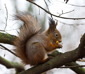 Naklejka na ściany i meble The squirrel eats a nut