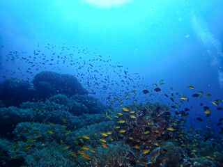Fototapeta na wymiar Paliton Sanctuary coral reef in Siquijor