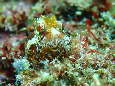 Moss fringehead