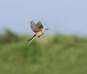 The scissor tailed flycatcher (Tyrannus forficatus) in flight, Texas
