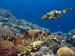 Vivid coral reef and tropical fish. Red Sea