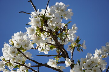 桜