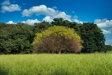 青空を背景に自然の緑が美しい風景