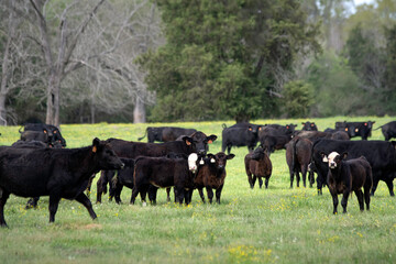 Fototapeta premium Angus and black baldy cattle in spring pasture