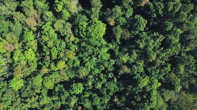Establishing aerial top view shot of beautiful green forest in a rural landscape.