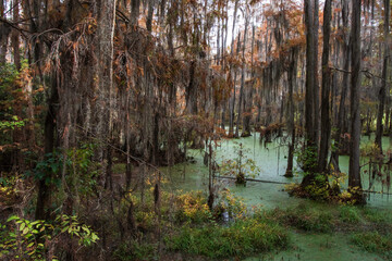 Swamp nature background
