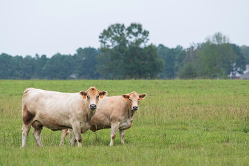 Two Charolais cows in green pasture