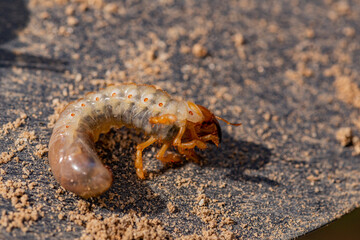The may bug (cockchafer) in garden pest in Turkey.