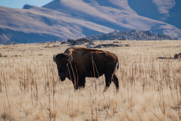 antelope in the field