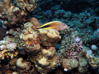 Fototapeta na wymiar A Freckled hawkfish Paracirrhites forsteri perching on a hard coral