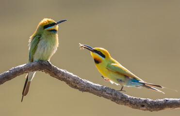 Two Rainbow Bee-eater sharing a dragonfly  The Rainbow Bee-eater bird comes from the family of birds called Meropidae and are found in Australia.