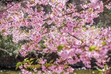 早咲きの河津桜を見に行こう！