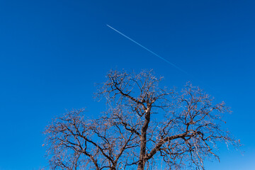 Airplane fly over winter tree in the blue sky