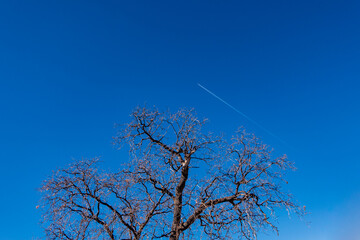 Airplane fly over winter tree in the blue sky
