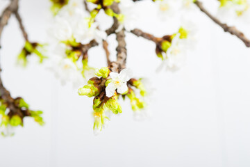 Fototapeta na wymiar blossoming cherry flower branch at milk canister, white wood table