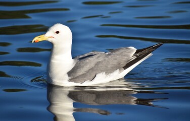 seagull on the water