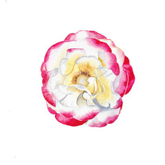 single white-red rose flower head on white background
