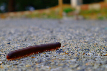 Escaping Centipede 