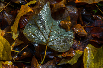 Colourful frozen autumn leaves in an Irish forest