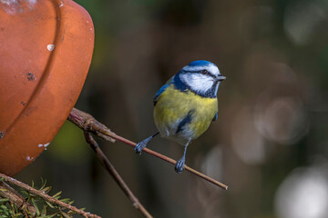 Blaumeise (Parus caeruleus)
