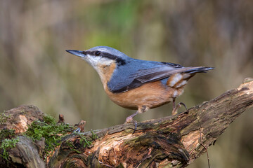 Kleiber (Sitta europaea)
