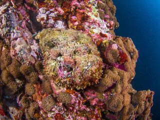 Reef stonefish in a coral bommie (Mergui archipelago, Myanmar)