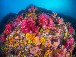 Naklejka na ściany i meble Carnation tree corals and Orange cup corals (Mergui archipelago, Myanmar)
