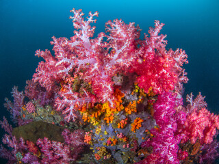 Fototapeta na wymiar Carnation tree corals and Orange cup corals (Mergui archipelago, Myanmar)