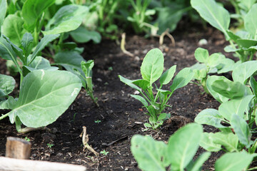 Fresh organic kale vegetable in garden