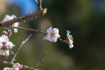 Almond tree flowers against a clear sky