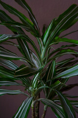 Dracaena Deremensis Warneckei plant close up