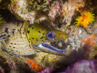 Fimbriated moray lurking in a crack (Mergui archipelago, Myanmar)