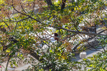 White throated kingfisher Halcyon smyrnensis, Standing in nature, Tel Aviv, Israel. The kingfisher...
