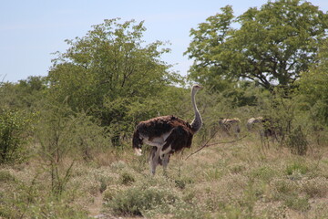 ostrich in the wild