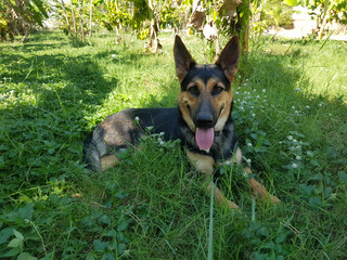 German Shepherd Dog Is sitting under the tree And have a happy smile