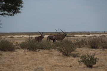 antelopes in the wild