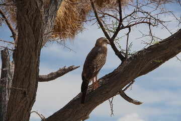 bird on a branch