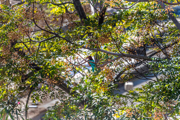 White throated kingfisher Halcyon smyrnensis, Standing in nature, Tel Aviv, Israel. The kingfisher stands on a Melia azedarach tree between the branches. High Quality Photo