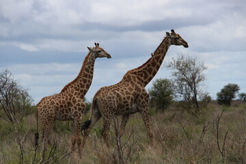 giraffe in the wild