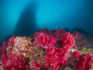 Fototapeta na wymiar Pink Carnation tree corals and silhouette of a pinnacle (Mergui archipelago, Myanmar)