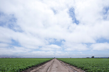 a view of a long farm road surrounded by green farmland disappearing into a horizon of blue and...